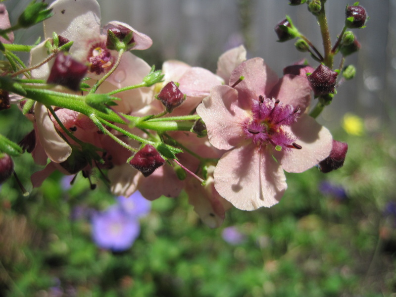 united states, tree, springtime, selective focus, 2K, flower, outdoors, no people, freshness, day, nature, growth, plant, flower head, vulnerability, focus on foreground