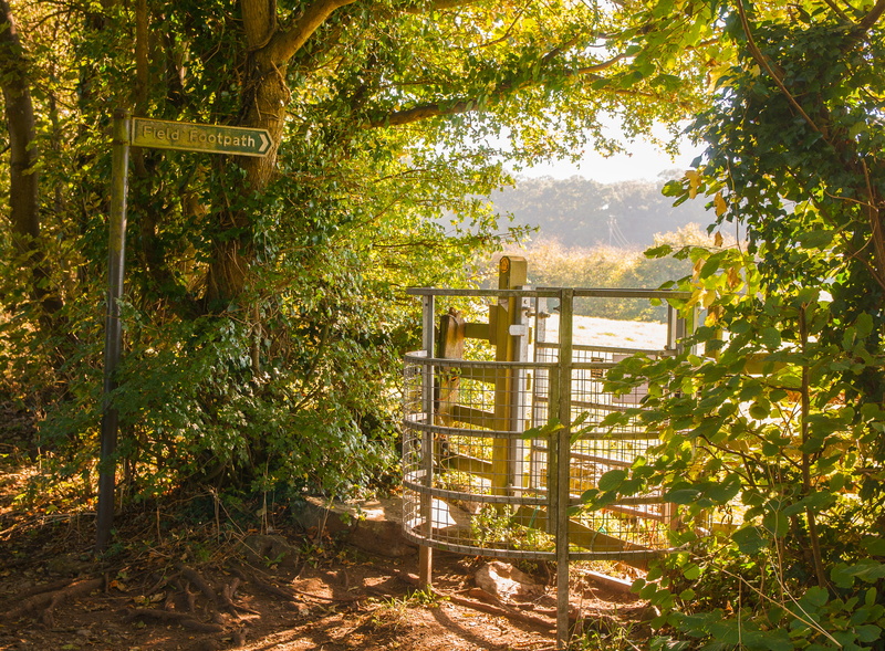 uk, the gate, wood - material, plant, no people, growth, gloucester, sunlight, green color, tree, nature, outdoors, tranquil scene, leaf, day, gate, land