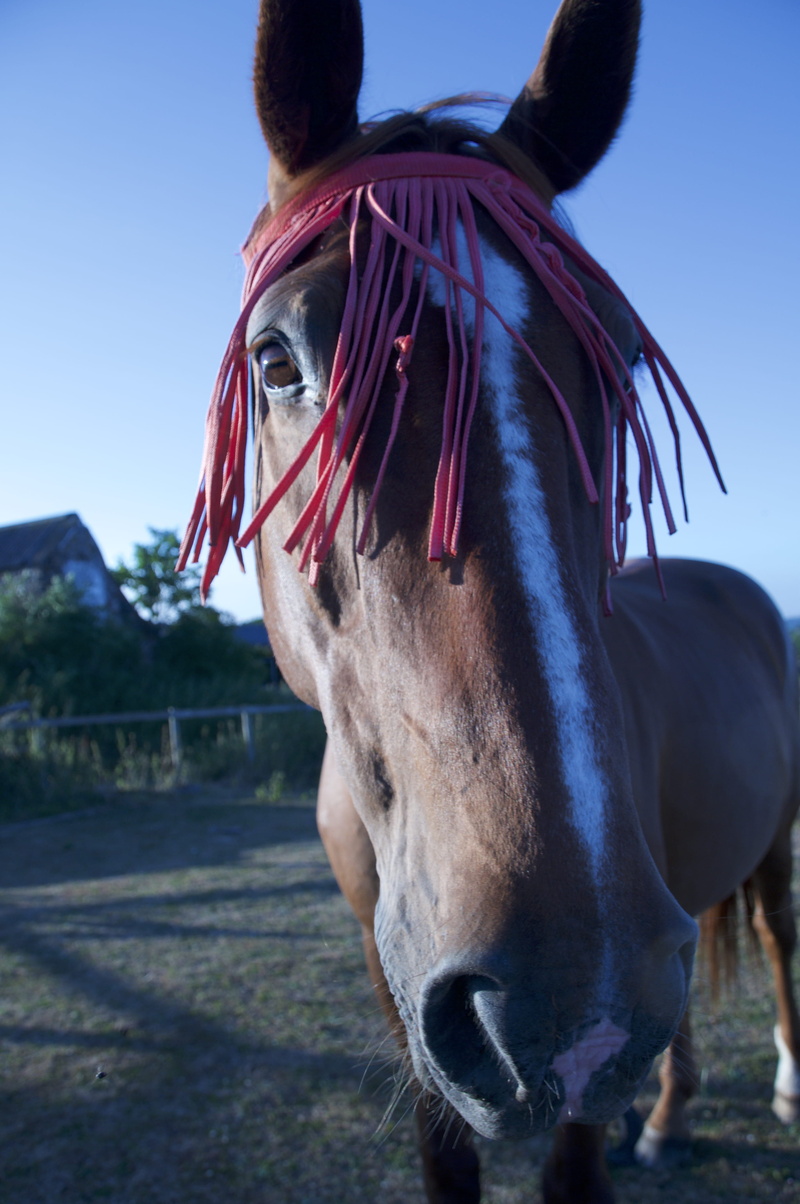 horse, ranch, livestock, animal body part, herbivorous, day, animal, nature, sky, land, domestic, one animal, outdoors, working animal, pets, mammal, vertebrate