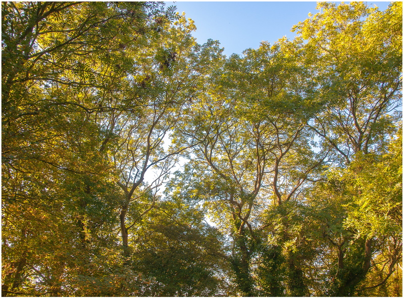 green color, gloucester, tree, non-urban scene, change, forest, trees, uk, land, outdoors, low angle view, tranquil scene, sky, woodland, nature, branch