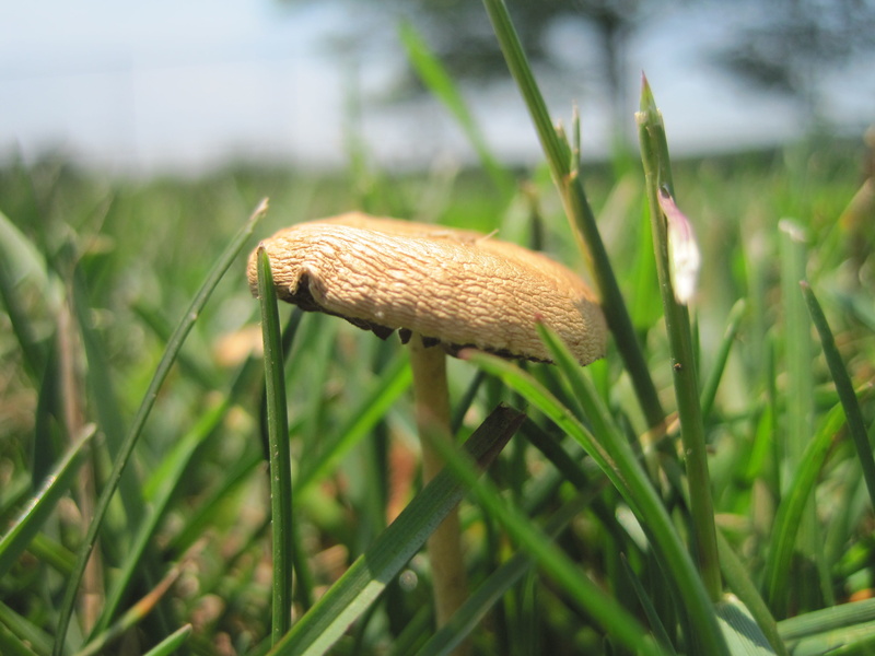 united states, tranquility, fungus, mushrooms, green color, growth, grass, no people, outdoors, field, toadstool, freshness, nature, day, gloucester, vegetable