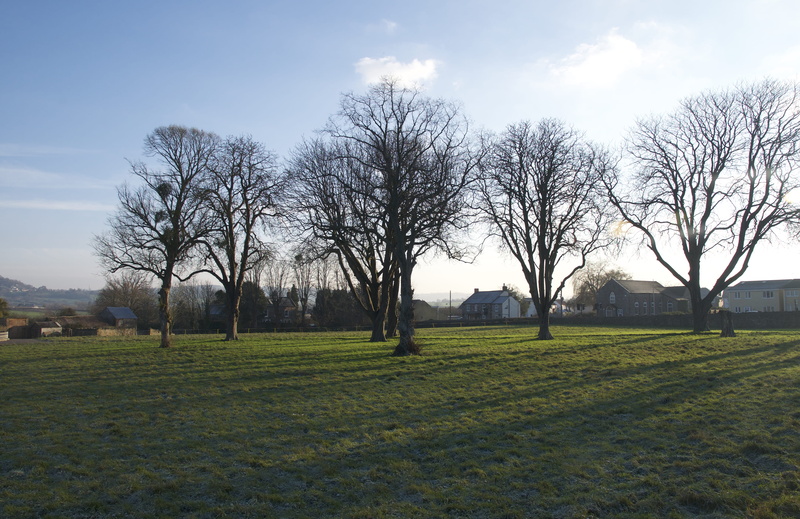4K, day, uk, field, tree, cloud - sky, bare tree, beauty in nature, gloucester, park, nature, land, no people, grass, trees, plant, environment, tranquility