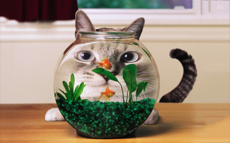 goldfish, funny, aquarium, cat, 1080P, eyes