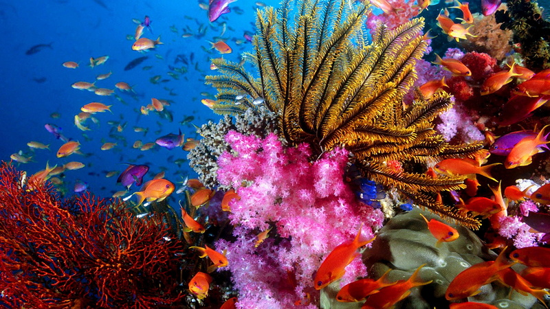 corals, 4K, fishes, aquarium world, colorful