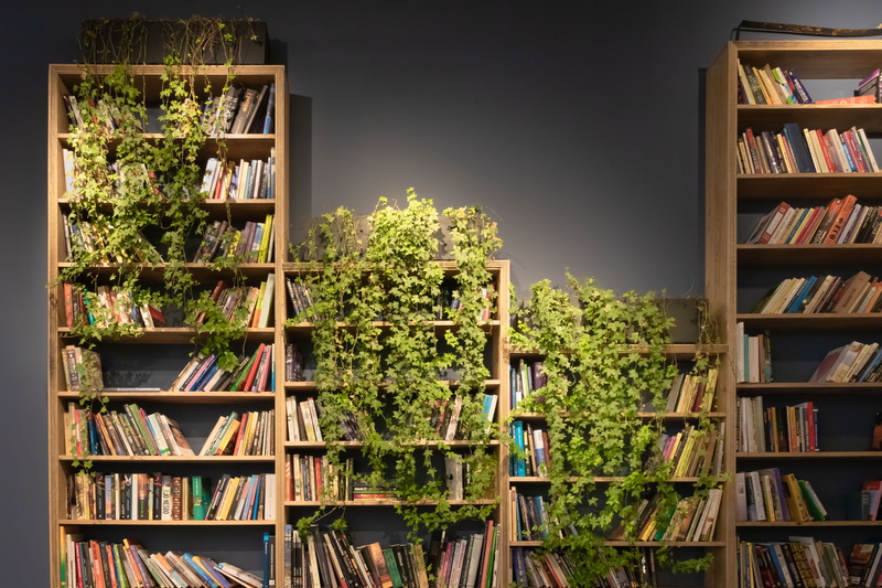 order, potted plant, books, ladder, shelf, 5K, bookshelf, arrangement, publication, wood - material, education, variation, brown, day, shelves, no people