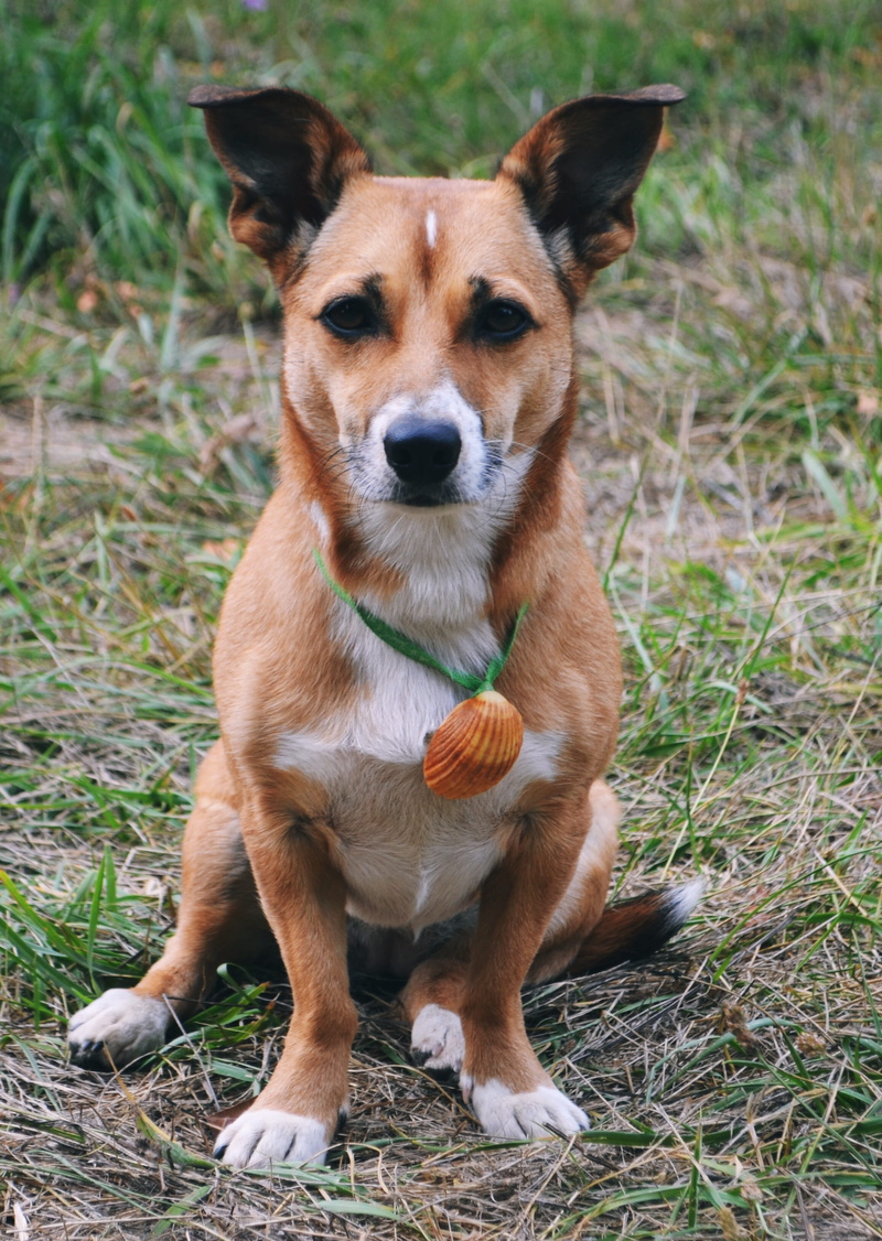 day, no people, nature, animal, outdoors, santiago de compostela, domestic animals, jack russell terrier, mammal, sitting, plant, vertebrate, animal themes