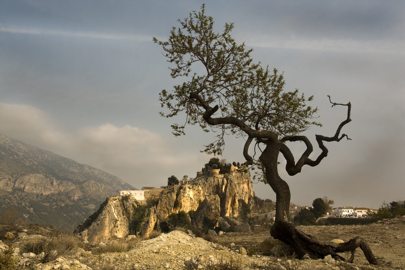 1080P, Spain, tree, mountains, Valencia, form