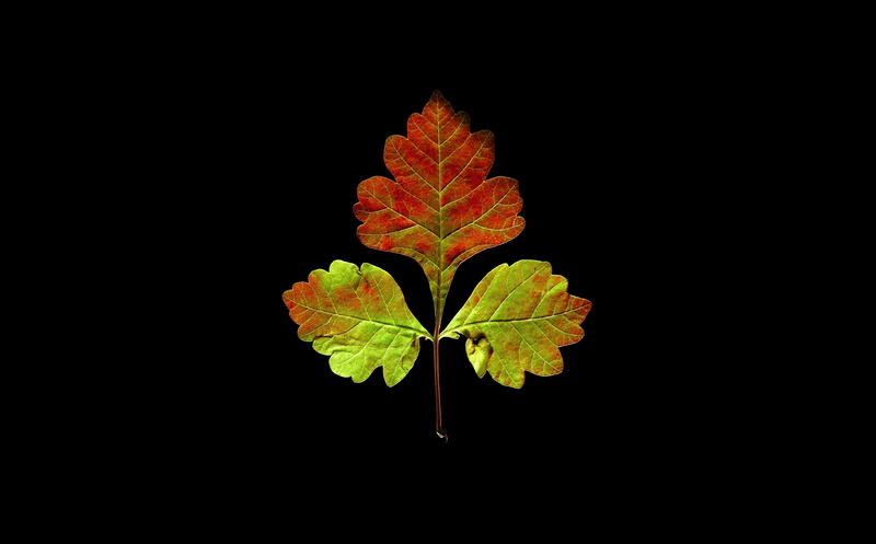 Fall, saltlake, unitedstates, Details, night, Green, Utah, change, Autumn, plant part, close-up, beauty, pattern, studio shot, maroon, nature, natural pattern