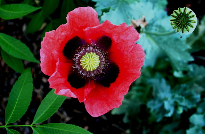 red, flower, foliage, green, focus on foreground, centre, garden, petal, inflorescence, fragility, poppy, flower Head, vulnerability, flowering plant, plant