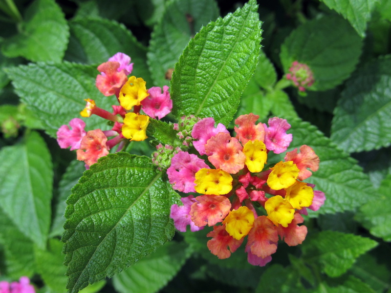 vulnerability, flower head, flowers, wild sage, day, multicolored, tiny, nature, fragility, red sage, red, flowering plant, tickberry, leaf, lantana, freshness
