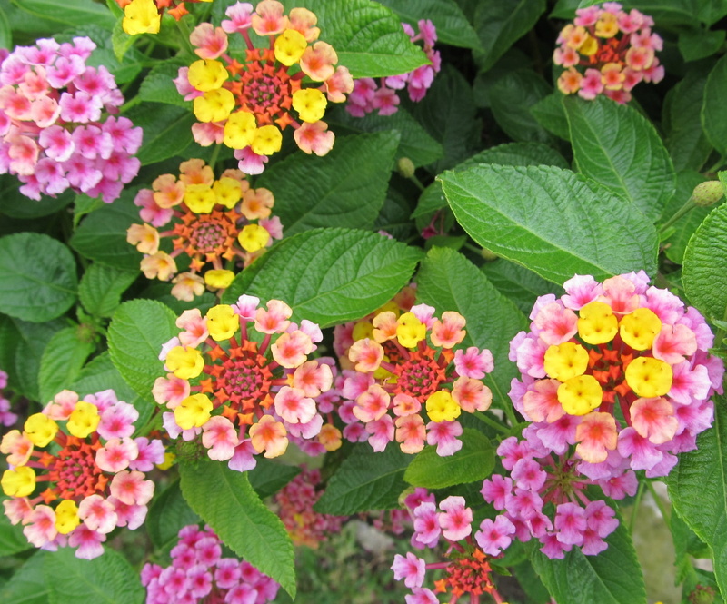 wild sage, multicolored, vulnerability, lantana camara, petals, fragility, plant part, purple, lantana, beauty in nature, red sage, flowers, red, petal