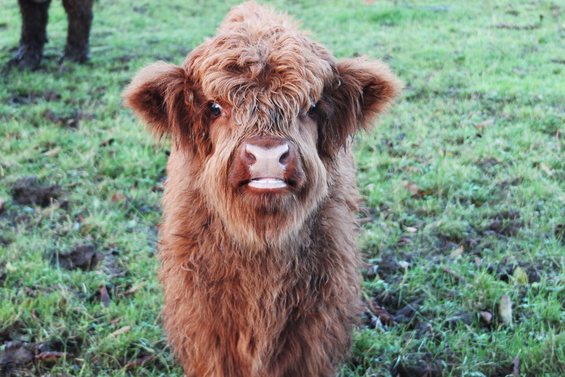 cow, aarhus, one animal, land, brown, domestic animals, sweet, cattle, plant, highland cattle, herbivorous, domestic, no people, portrait, vertebrate, animal head