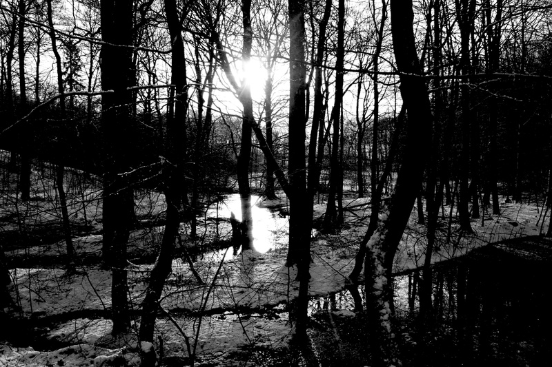 silhouette, growth, trunk, aarhus, woodland, denmark, scenics - nature, water, beauty in nature, tranquil scene, non-urban scene, 4K, no people, tree