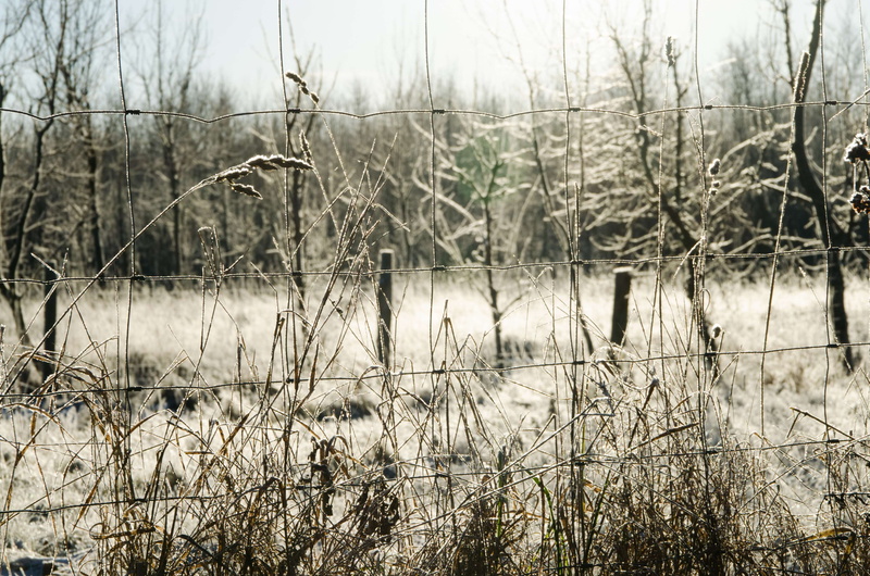 bare tree, dead plant, forest, sun, no people, tranquility, growth, non-urban scene, beauty in nature, cold, winther, scenics - nature, clouse up, day