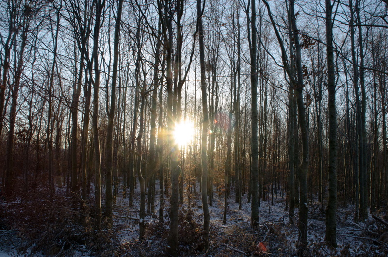 denmark, snow, north, sky, sun, sunbeam, streaming, nature, plant, young trees, tranquil scene, beauty in nature, woodland, tranquility, no people, forest