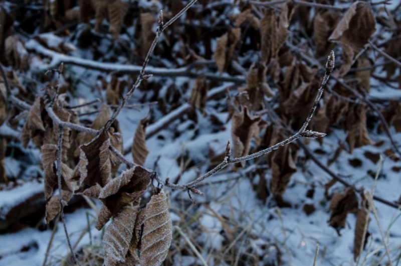 no people, winter, nature, ice, focus on foreground, close-up, denmark, cold temperature, beauty in nature, frozen, twig, trees, branch, dry, sun, leaves