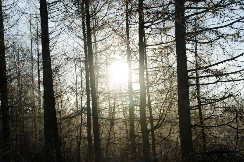 tranquil scene, aarhus, plant, pines, tree, pine tree, forest, non-urban scene, tree trunk, sun, north, 4K, environment, outdoors, woodland, trunk, branch