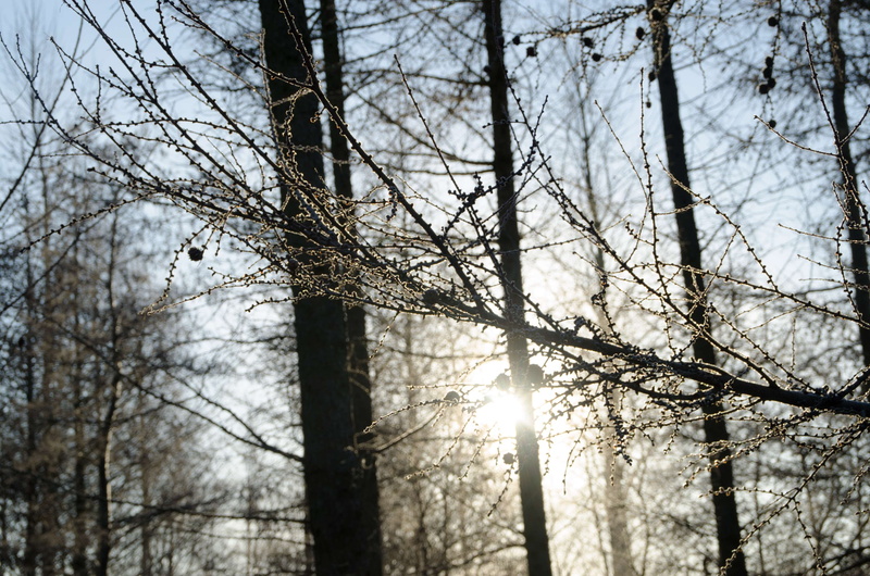 nature, 4K, branch, no people, land, beauty in nature, trees, trige, woodland, forest, cold temperature, north, cones, bare tree, aarhus, denmark, trunk