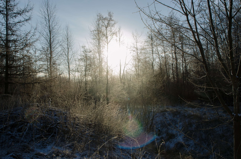 day, tranquility, forest, outdoors, zing, woodland, no people, denmark, beauty in nature, branch, landscape, winter, non-urban scene, trees, tranquil scene