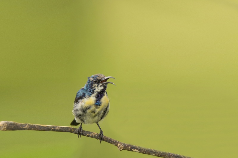 no people, animal wildlife, tree, bird, mysore, purple, songbird, one animal, sunbird, animal themes, full length, branch, vertebrate, brown, focus on foreground