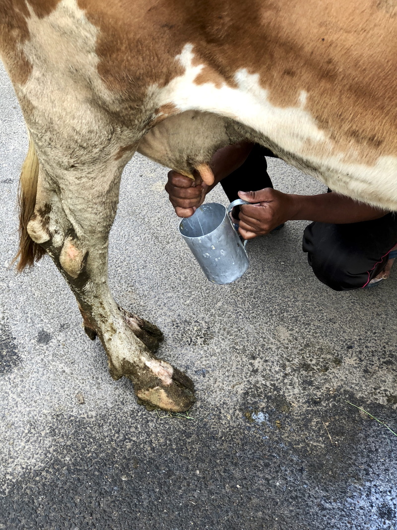 animal, culture, mysore, wildlife, one animal, pets, milking, animal leg, apparel, day, natural, domestic, outdoors, domestic animals, milk, giraffe, mammal