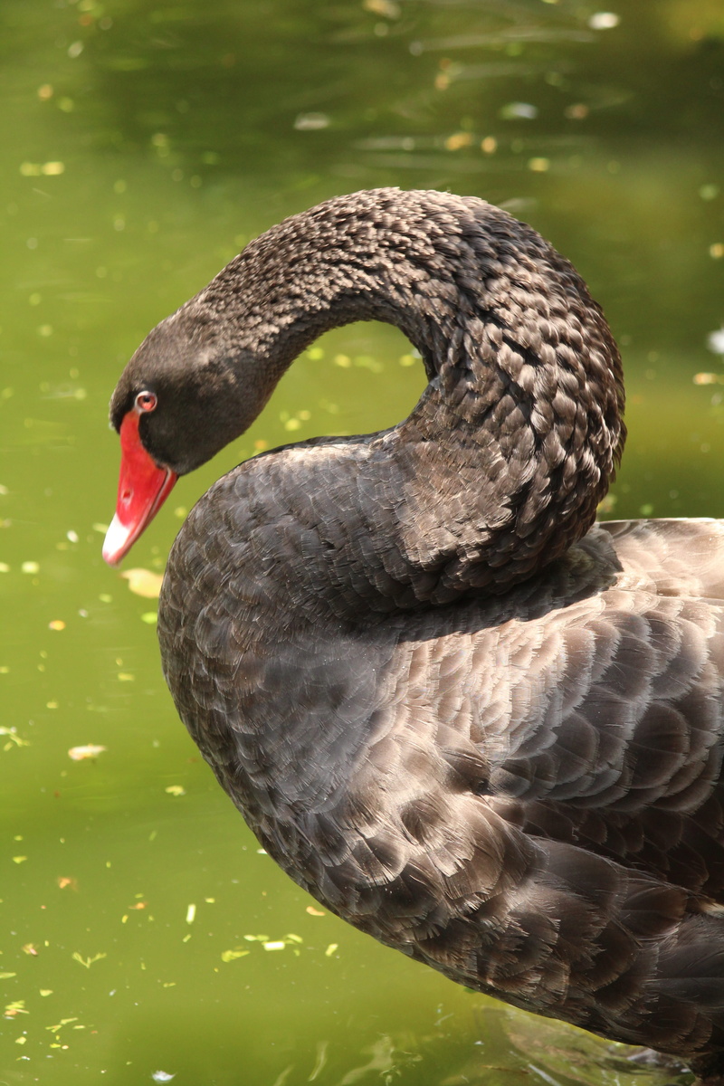 day, focus on foreground, wildlife, lake, vertebrate, water, birds, close-up, swim, black swan, no people, animal body part, animal themes, outdoors, 5K