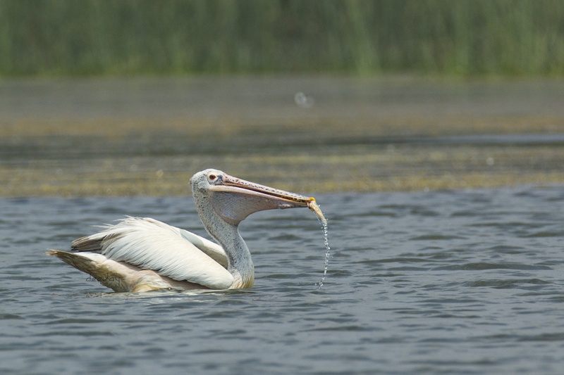 beak, water, beauty in nature, india, predator, fish, water bird, animal, animals in the wild, focus on foreground, day, eating, wing, animal wildlife