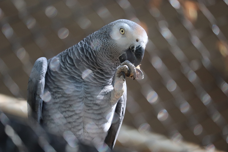 nature, flower, parrot, natural, animals in captivity, wonderful, outdoor, butterfly, photography, cage, animals in the wild, forest, fantasy, bird, animal
