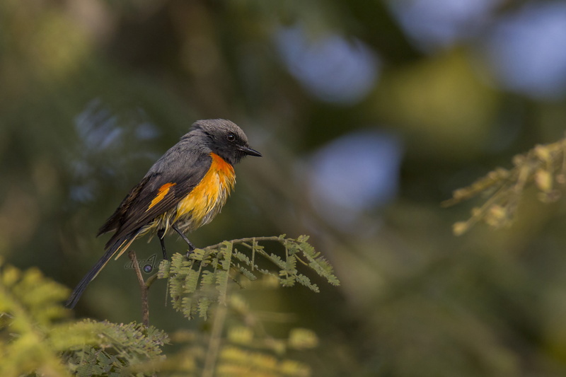minivet, tree, india, one animal, animal themes, plant, environment, animal body part, perched, 4K, fauna, branch, animal, lovely, color, red, day, black color