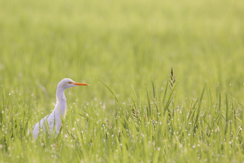growth, no people, plant, cattle, day, animals in the wild, one animal, animal wildlife, vertebrate, egret, animal neck, nature, animal, morning, field