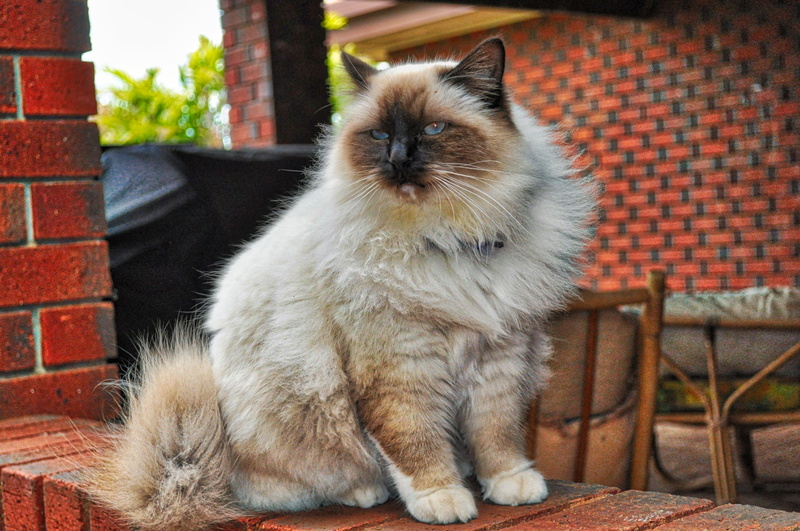 domestic animals, mammal, relaxation, looking, domestic cat, sitting, looking at camera, no people, 4K, feline, cat, one animal, pets, vertebrate, whisker