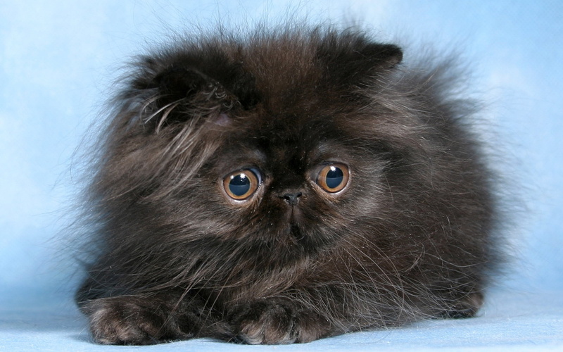 pets, animal body part, close-up, domestic Animals, persian, gray, animal Hair, white, eye, eyes, small, primate, persian Cat, black, playful, cute, mammal