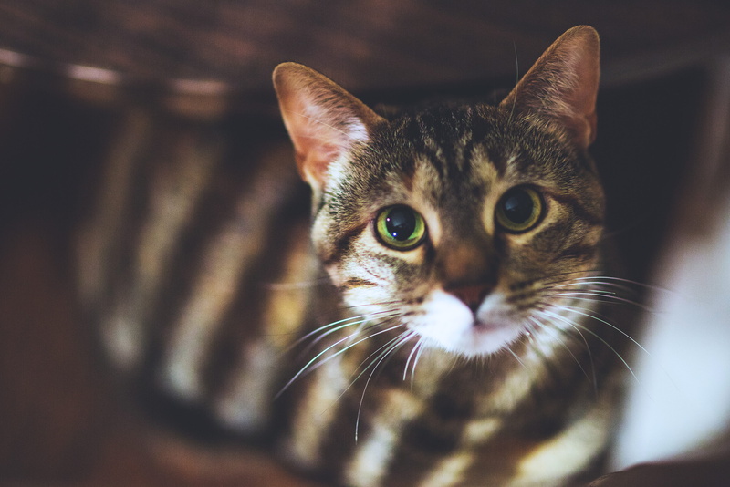 whisker, kitten, young Animal, one animal, feline, Closeup, no people, cats, mammal, tabby, animal head, looking at camera, house, striped, cute, animal eye