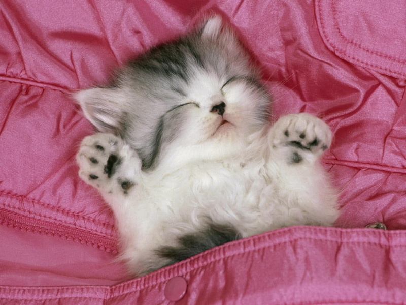 kitty, sweet, animal, hd, cat, pet, animals, pocket, 480P, tabby, kitten, sleeping, pink