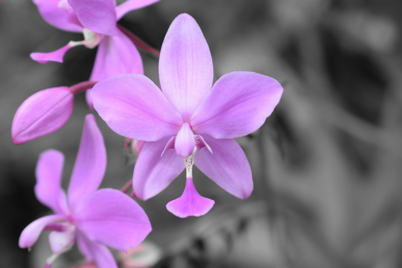 selectivecolor, beauty in nature, springtime, freshness, botanical, nature, outdoors, flowering plant, 5K, growth, nikon, day, pink color, no people, purple