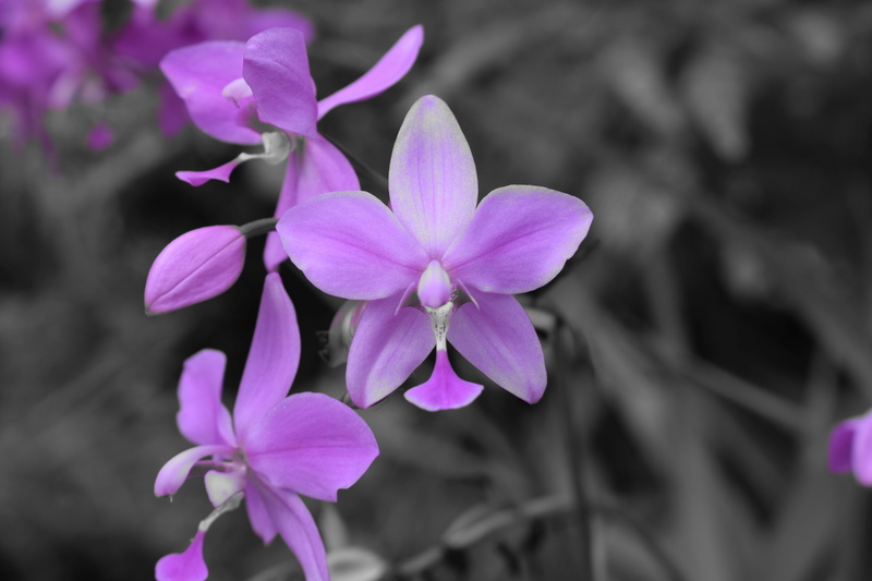 growth, nikon, 5K, selective focus, vulnerability, flowering plant, beauty in nature, outdoors, plant, day, springtime, freshness, botanical, focus on foreground