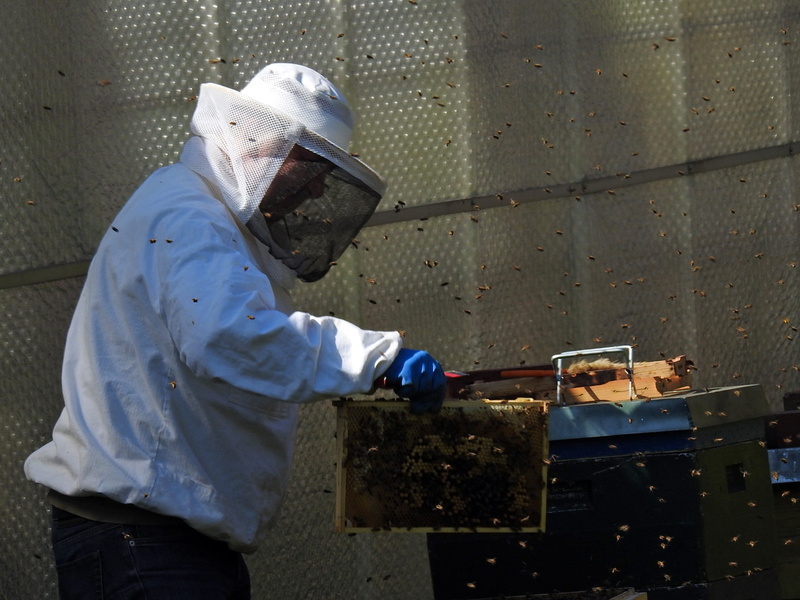 honey combs, insect, work tool, hive, occupation, mature men, coveralls, holding, safety, Beekeeper, working, bees, skill, indoors, Bee Keeping, protective workwear