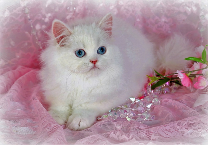 Persian Cat, Cat, Cats, 1080P, White, Cute, Animal