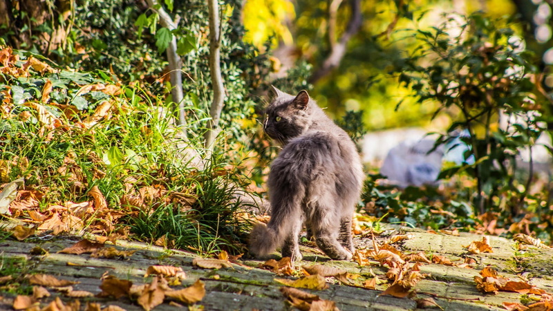 animals, domestic, animal wildlife, persian, one animal, no people, outdoors, animals in the wild, land, animal, animal themes, day, leaves, domestic animals