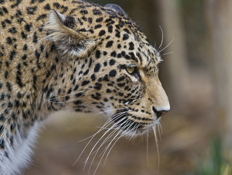 ©Tambako The Jaguar, Persian, cat, leopard, profile, 1080P
