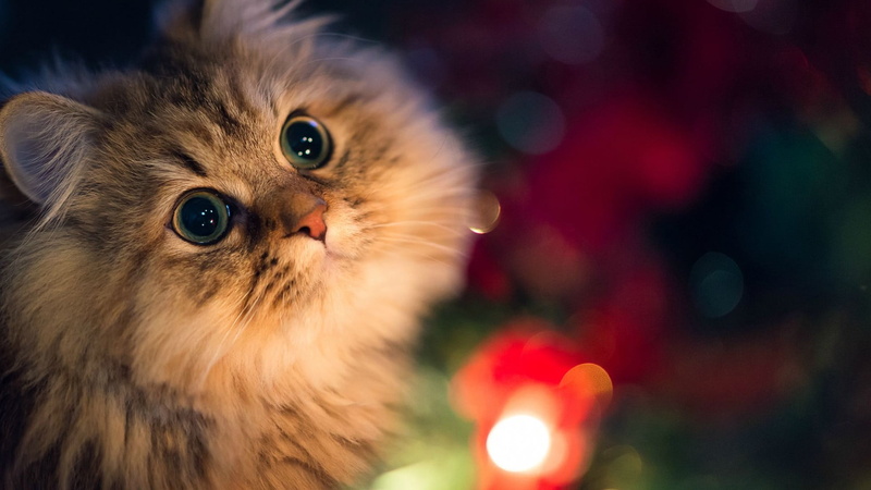 persian cat, celebration, one animal, animal body part, no people, focus on foreground, domestic, animals, looking, animal head, mammal, contemplation
