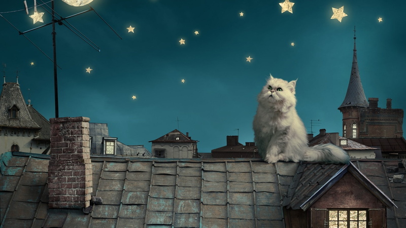 animals, stars, 1080P, cat, rooftops, persian cat, artwork