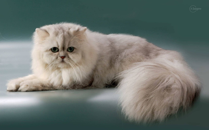 domestic animals, white color, animal themes, cat, photography, one animal, cute, kitten, domestic cat, indoors, hd, no people, animal eye, animal, fluffy