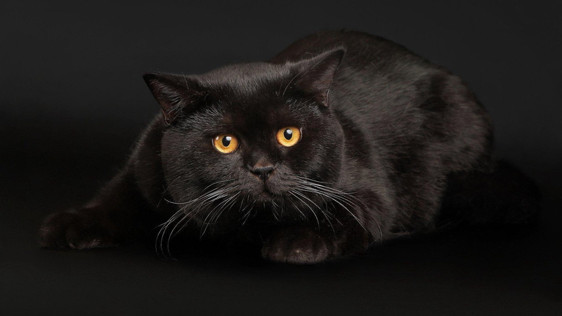 persian, cats, background, 1080P, black, face, eyes, cat