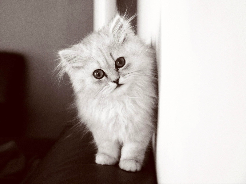 white color, pets, 1080P, grey, kitten, domestic cat, young animal, persian cat, no people, domestic animals, whisker, indoors, fluffy cat, mammal, bw