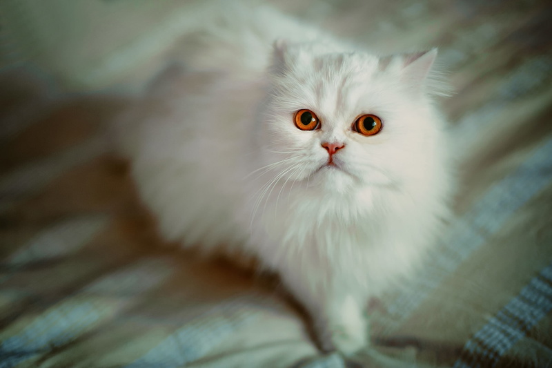 looking at camera, persian cat, no people, kitten, one animal, whisker, feline, domestic animals, close-up, portrait, depth of field, indoors, bed, animals