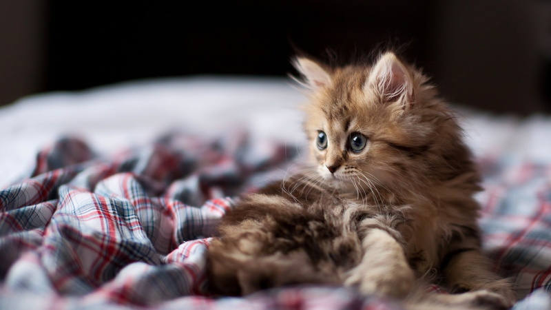 persian cat, domestic, 1080P, young animal, whisker, Ben Torode, mammal, no people, bedroom, indoors, softness, furniture, cat, kitten, feline, animals
