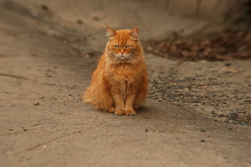 selective focus, animal, animals, animal themes, maine coon cat, sitting, ginger cat, whisker, feline, land, cat, looking at camera, domestic cat, persian cat