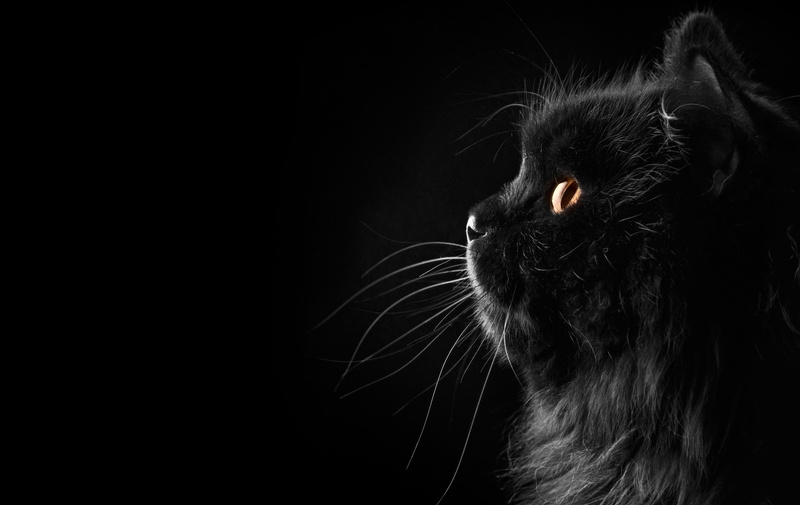 Persian, background, whisker, vertebrate, mustache, young Animal, copy space, staring, animal Eye, indoors, profile, fur, no People, kitten, animal Hair