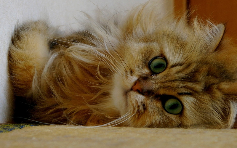 no people, domestic cat, animal eye, lying down, looking at camera, animal themes, pets, animal head, cat, portrait, 1080P, animal hair, relaxation, domestic animals